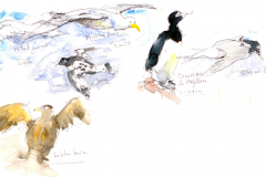 2020-42-Antarctique-les-oiseaux-WCA