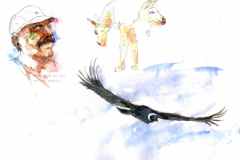 2020-12-Argentine-condor-WCA