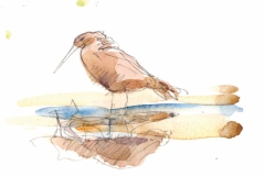 Ethiopie-lac-Ziwae-un-oiseau